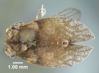 Media type: image;   Entomology 619030 Aspect: habitus dorsal view
